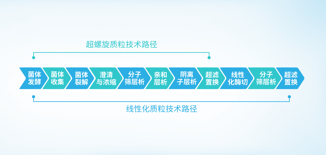 楷拓生物公司 pDNA