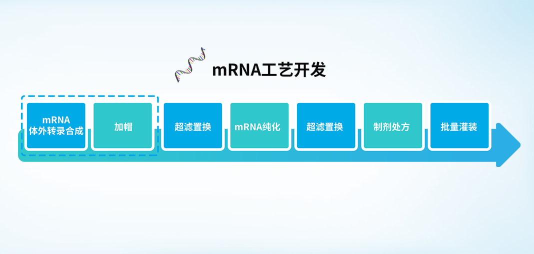 楷拓生物公司 加帽